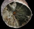 Triassic Woodworthia Petrified Log - Zimbabwe #41496-1
